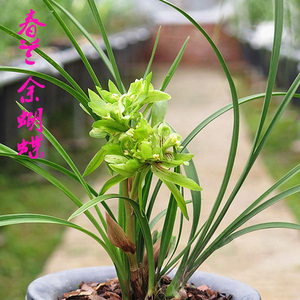 春兰余蝴蝶兰花苗美观裸根不带土趣味阳台窗台余5元一苗 3苗起拍