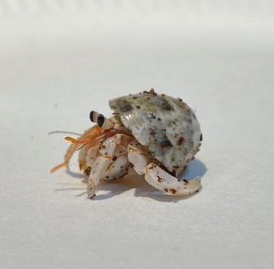 淡水宠物灰白短腕寄居蟹陆地寄居蟹迷你宠物蟹淡紫深紫观赏蟹活体