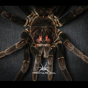 哥伦比亚镭射蜘蛛