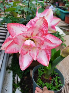 朱顶红 花孔雀