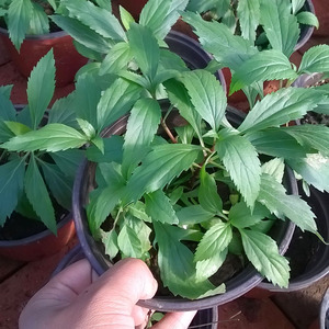 伤力草/佩兰 绿植盆栽可入药 端午节 儿时的记忆