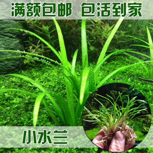 水兰水草