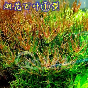 【虾草丛生】龙卷风叶底红/烟花百叶/水草造景/自养水下叶