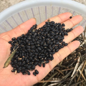 2020新豆天然野生的小黑豆黑小豆白芯500g 江浙沪皖满2斤包邮