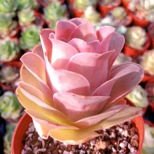 多肉耶罗玫瑰老桩粉玫瑰山地玫瑰耶罗老桩多肉绿植桌面净化