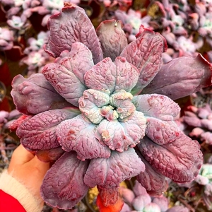 001人付款淘宝多肉植物 基地清棚 狂野男爵 尼古拉斯 全疣石莲 老桩