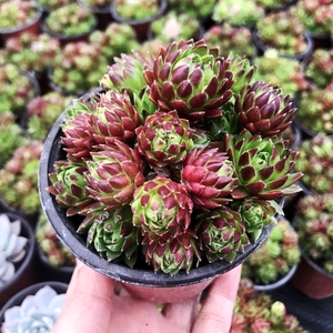 复活节彩蛋山东12年老店多肉橘子球多肉植物花卉绿植肉肉盆栽防辐