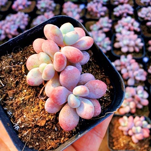 【桃蛋缀化】桃蛋缀化品牌,价格 - 阿里巴巴