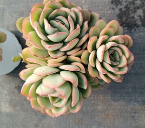 逍遥家多肉精品晨露老桩群生