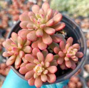 逍遥家多肉精品塔洛克锦满20元包邮