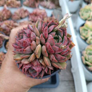 逍遥家多肉精品玫瑰夫人老桩群生