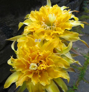 黄花帕帕基诺 毛花柱彩草仙人球杂交席克氏 阳台多肉小盆栽爱开花