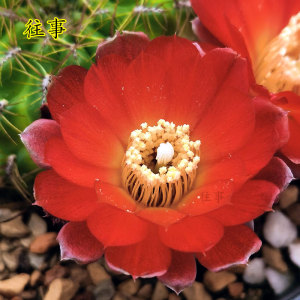 沟宝山仙人球 火焰复色花 花色圆整 小型球开花株 ek7056