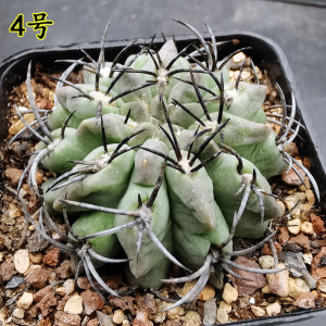 素妆玉仙人球黑刺短豪刺强刺仙人球智利球属仙人掌科多肉一物一拍