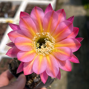 莲花灯 彩草仙人球席克氏 复色大花品种 勤开花 阳台好养多肉植物