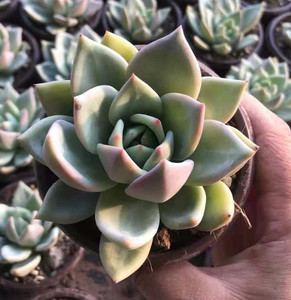 【小西多肉】香槟 粉香槟 单头7厘米 满19.9包邮