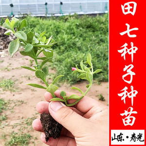 田七种植苗田七种苗三七秧苗种子苗可食用盆栽家庭养生保健菜四季