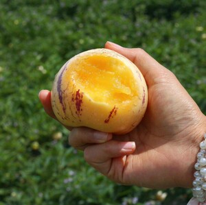 3号左右发 狂野云南红河树上熟人参果 口感60清60甜爆汁