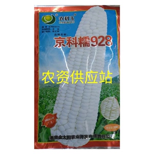 北京华奥农科玉京科糯928玉米白甜糯玉米种子大棒高产甜加糯玉米