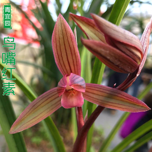 四川兰花春剑金嘴鸟嘴红素阳台趣味花卉旭日金顶室内庭院绿植盆栽