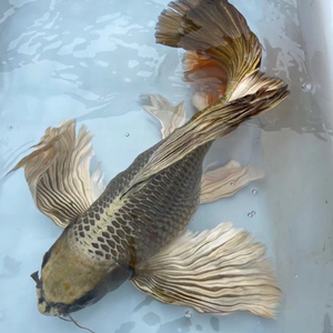 熊猫球体蝴蝶鲤古黄金蝴蝶鲤龙凤锦鲤淡水冷水纯种长尾鱼苗活体