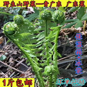 新鲜青广东 广东菜 东北山野菜 野生广东菜野菜东北山野菜黄花香