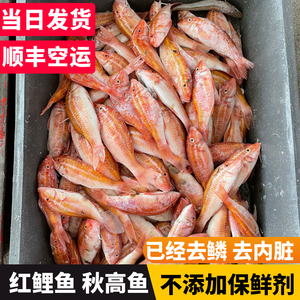 福建红鱼红鲤鱼鲜活冷冻鱼深海鱼秋高石班鱼富贵鱼长寿鱼海鲜水产