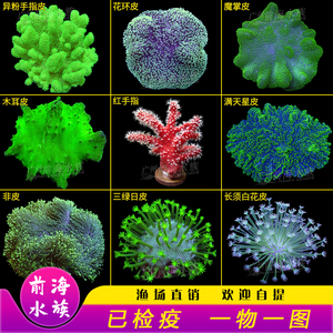 皮革珊瑚长须花环皮非日木耳皮革珊瑚樱花手指海绵海水活体珊瑚