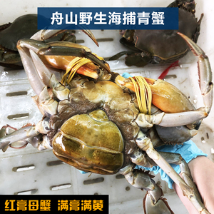舟山纯野生青蟹红蟳蝤蠓500g母蟹膏蟹多退少补单独拍,不和海鲜发