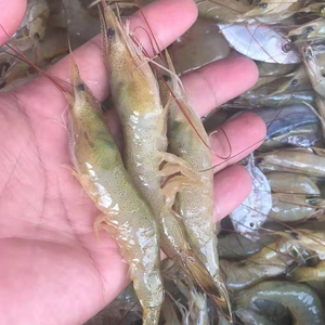 冷冻野生小黄虾 1500g  顺丰 1斤70头左右,冷冻发货3斤装