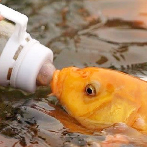 奶嘴鱼已驯化喂奶鱼货鱼摆摊鱼苗锦鲤公园观赏鱼吃奶瓶风水喂食淡