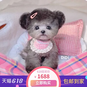 贵宾茶杯犬图片_迷你贵宾+玩具贵宾+茶杯贵宾_茶杯贵宾犬多少钱