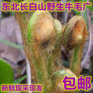 东北长白山新鲜山野菜牛毛广微菜蕨菜山菜3斤包邮一斤只要19.9元