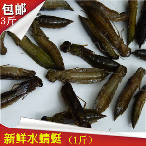 新鲜水蜻蜓水蝎子蜻蜓幼虫蜻蜓蛹鲜美食用昆虫500克