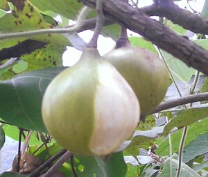 野生桐子果桐油果现摘鲜果送桐树叶大果一斤9个小果12个15.8包邮