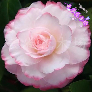 姚黄魏紫茶花 云茶精美品种茶花 云杂 粉色花朵庭院阳台盆栽花卉