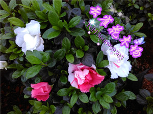 文轩苗圃直销淘宝五宝杜鹃花青锦旗杜鹃花盆栽 西洋