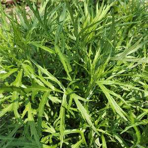 食用芦蒿苗药用柳叶白藜蒿苗驴蒿多年生长野菜阳台庭院盆栽植物