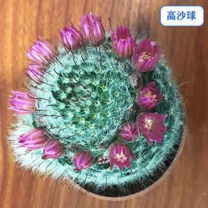 高沙仙人球雪球棉花球会开花办公室桌面小盆栽多肉植物盆栽易养活