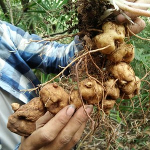 鲜黄精野生生新鲜老虎姜黄金九华山辟谷正品鸡头中药材500g