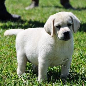 双血统拉布拉多幼犬纯种白色带证书活体宠物狗狗中大型短毛导盲犬
