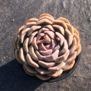 汉堡多肉植物大颗周正可出糖心带粉好养盆栽阳台办公室包邮