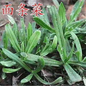 面条菜新鲜蔬菜现挖野菜羊蹄棵时令蔬菜蒸野菜4斤春季四季籽直销1