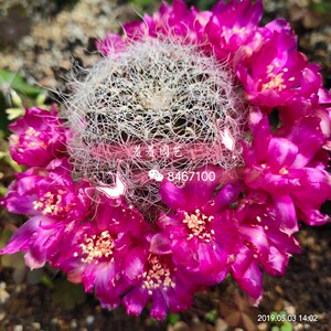 羞羞园艺 圣丽丝sulcorebutia hertusii 实生仙人球有沟宝山属