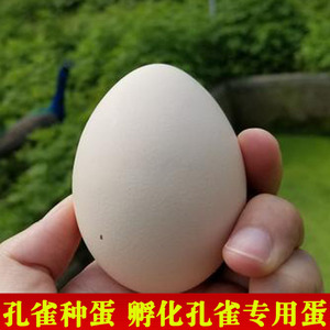 孔雀种蛋受精蛋