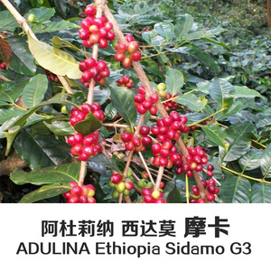 下单现烘咖啡豆埃塞俄比亚阿杜莉纳西达莫摩卡227g可免费磨粉
