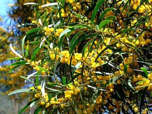 细叶台湾相思树叶 台湾柳 相思树苗 小叶相思子洋桂花枝叶根树皮