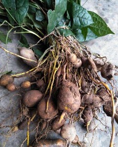 新鲜地苦胆金果榄青牛胆九牛胆中草药山慈菇500克