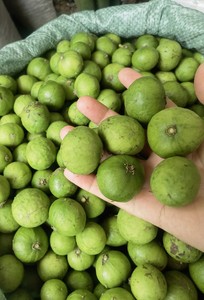 仁面果-淘宝拼多多热销仁面果货源拿货 - 阿里巴巴货源