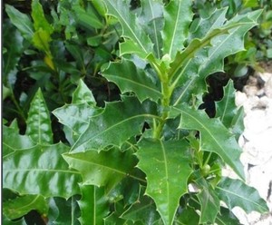 新鲜中草药老鼠簕 水老鼠簕海边老鼠刺软骨刺500克